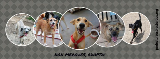 Sémola - Protectora Os Biosbardos - Obra Social